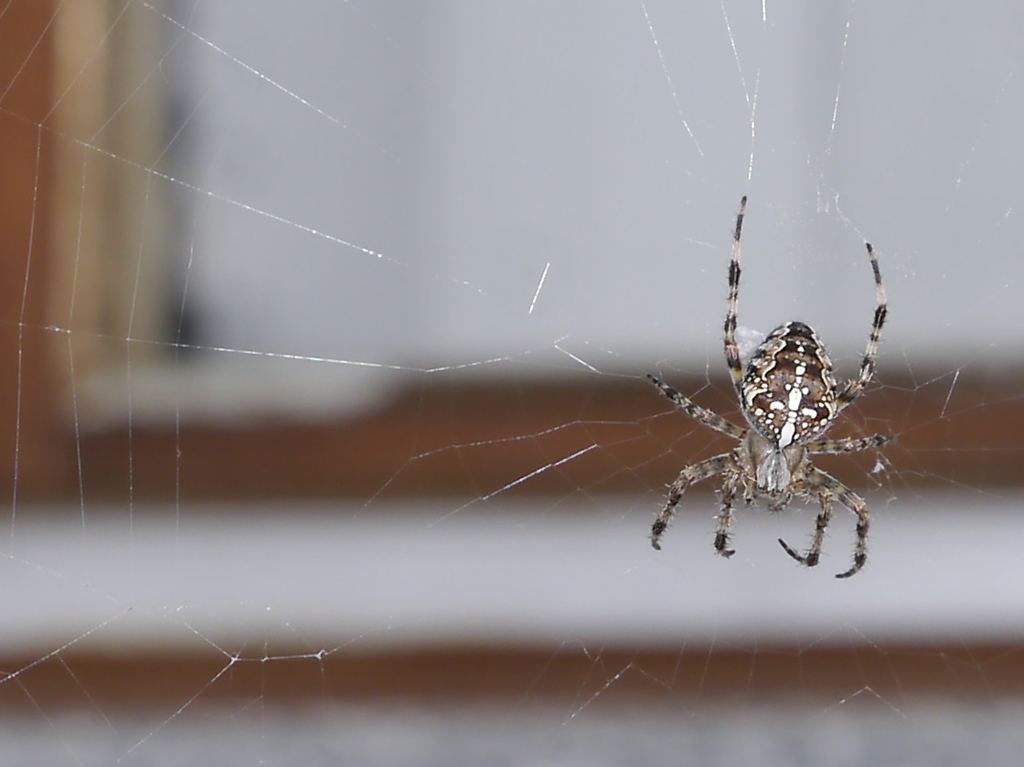 Kreuzspinne vor unserem Haus.JPG