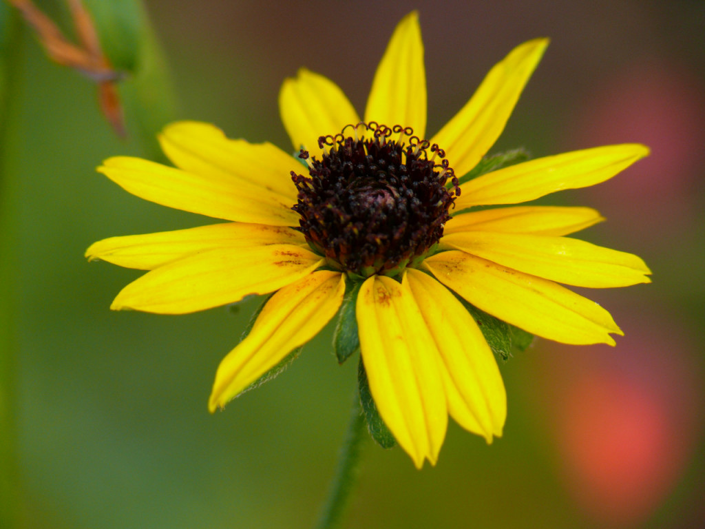 Rudbeckia L.jpg