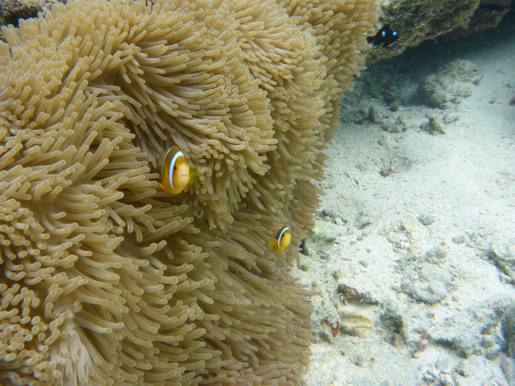 P1000485x.JPG