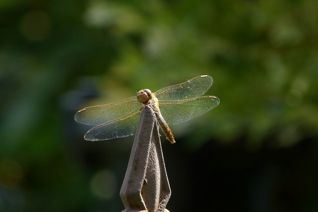0P1000077.jpg