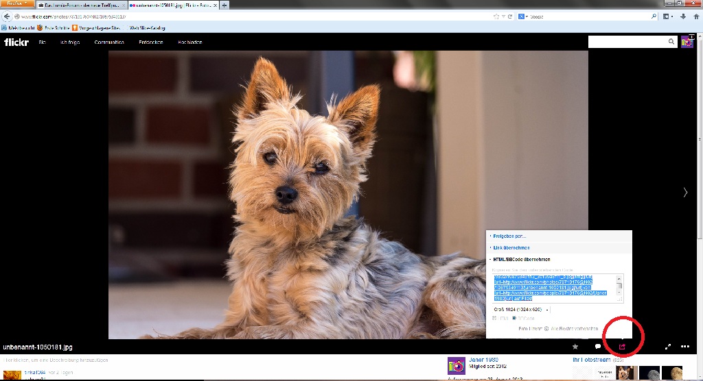 Flickr verlinken.jpg