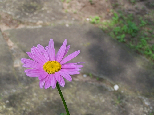 comp_100_3538.jpg