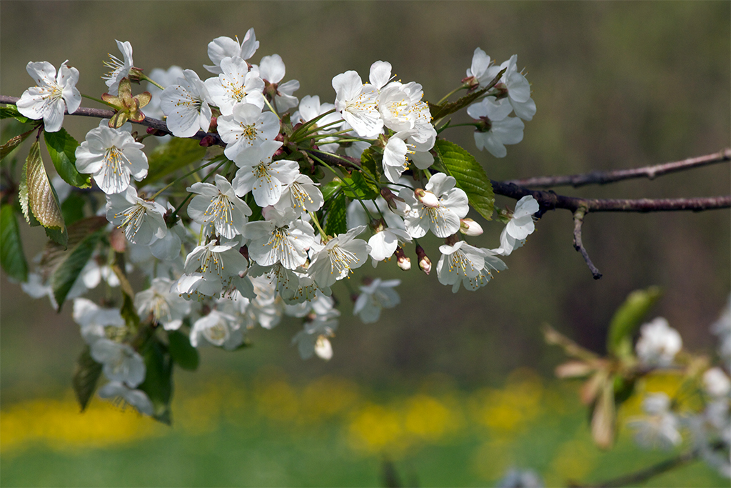 Kirschblüte.jpg