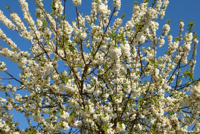 P1000256_1.JPG