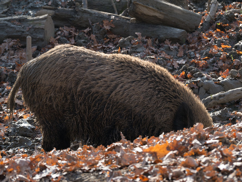 wildschwein1.jpg