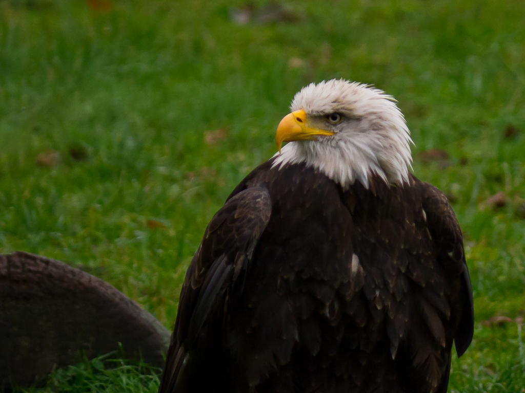 Weisskopfseeadler 2.jpg