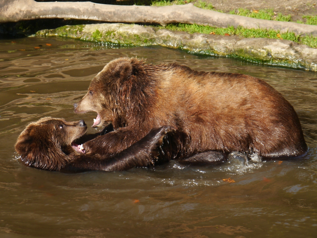 comp_Hagenbeck am 201012 086Bearbeitet.jpg