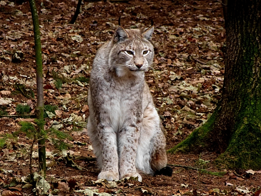 Luchs 3 kleiner.jpg