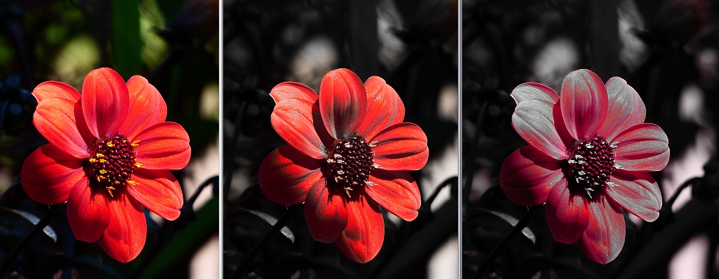 rote Blume.jpg