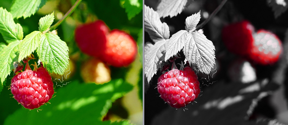 Himbeeren.jpg