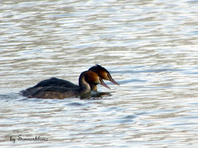 P1180362 bearb-PS +Ausschn+verkl.jpg