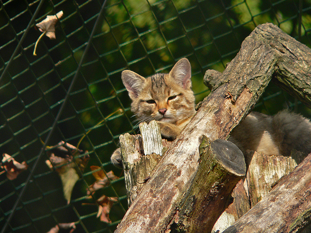 Wildkatze (Felis sylvestris).jpg