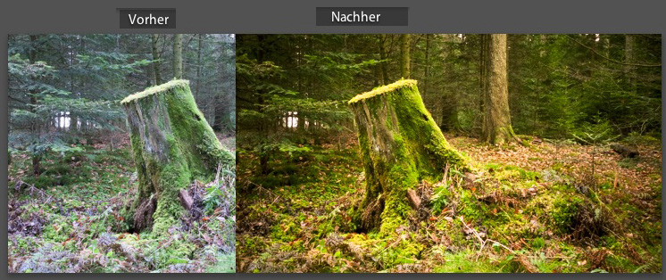 wald.jpg