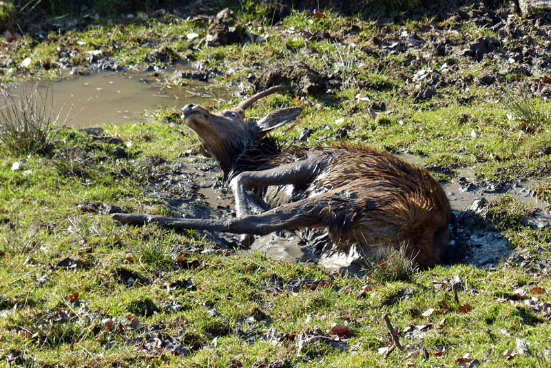 2014-03_Wildpark-001.jpg