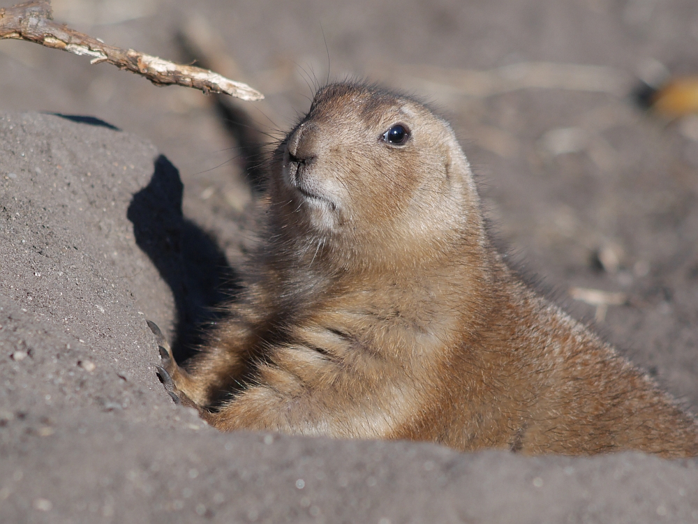 Präriehund.jpg