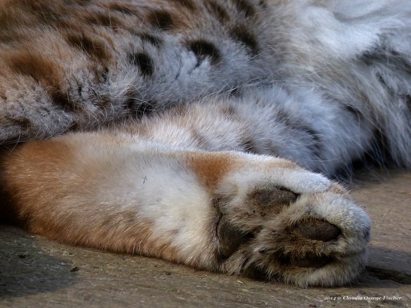 web_2014_03_29_Luchs_1020101.jpg