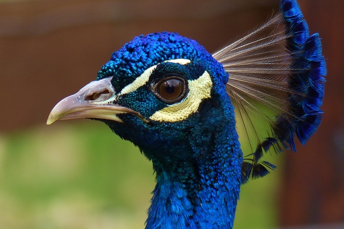 P1010308 - Kopie.JPG