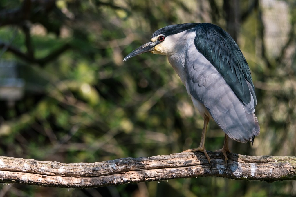 comp_1060667-LR1.RW2.JPG.jpg
