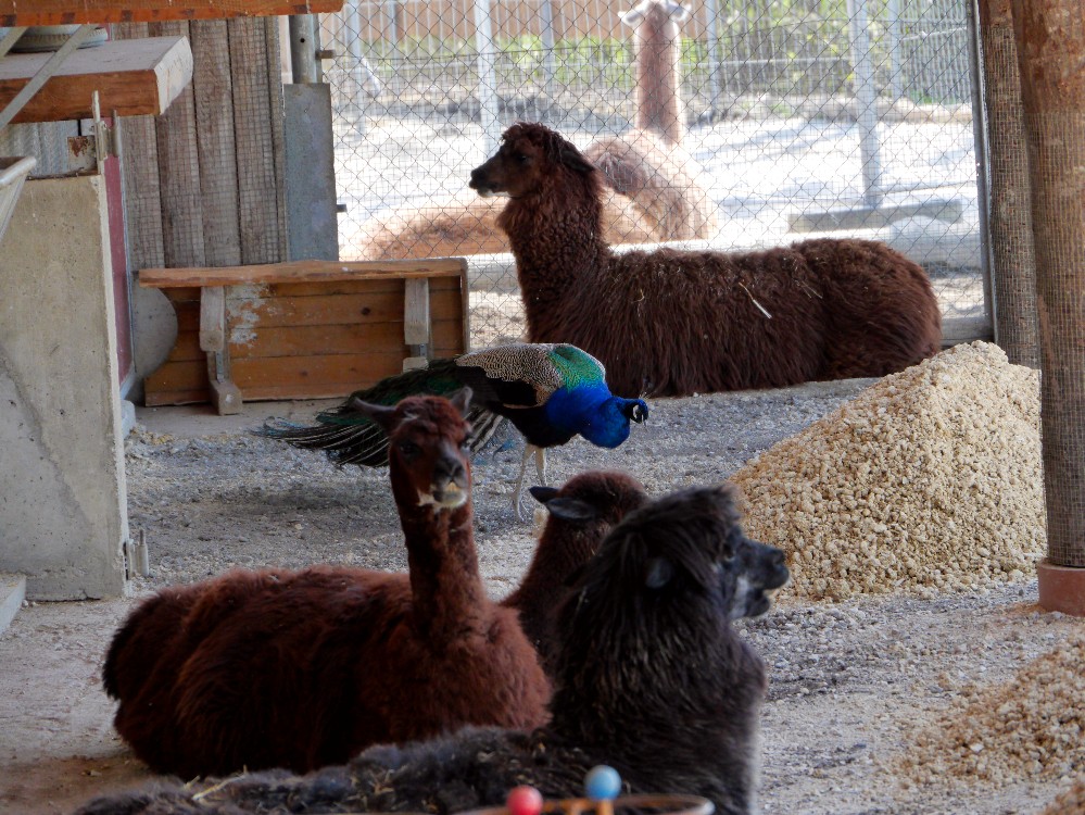 _1000206 999x750.jpg