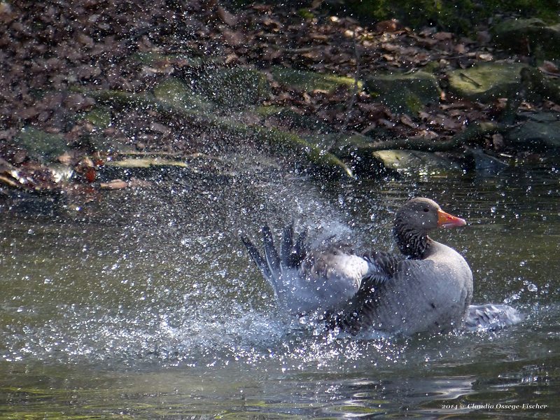 web_2014_03_29_Graugans_1020335.jpg