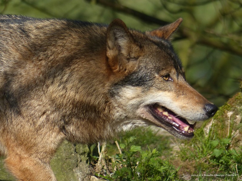 web_2014_03_29_Wolf_1020129.jpg