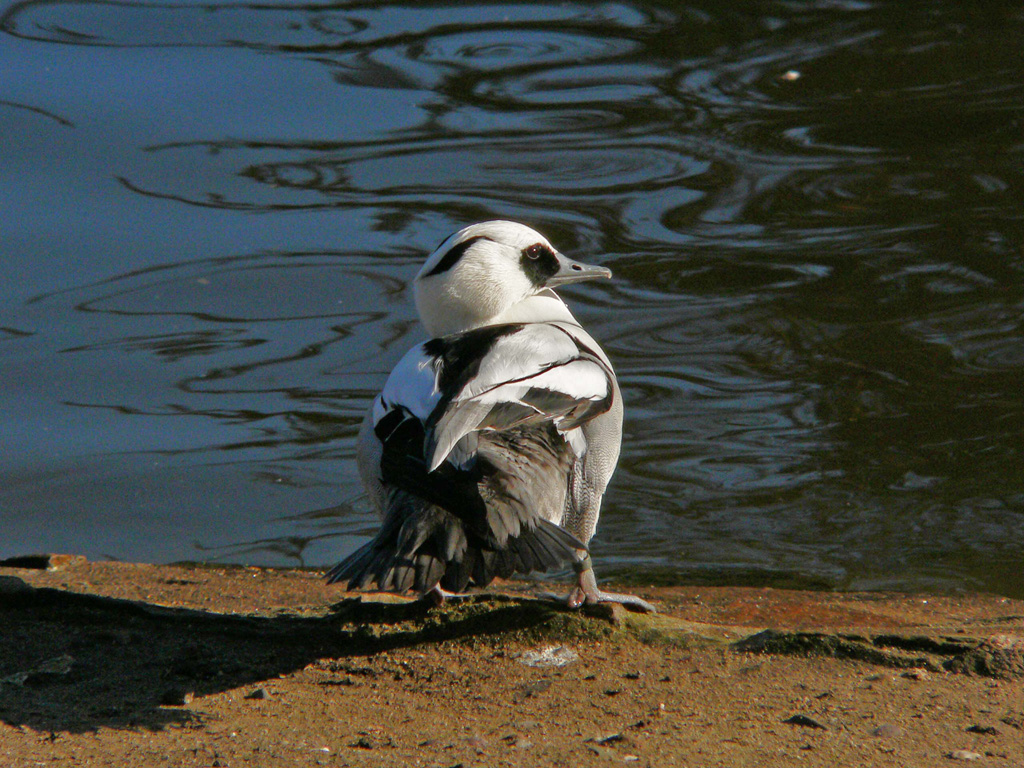 Männlicher Zwergsäger (Mergus albellus) Zoo KKöln.jpg