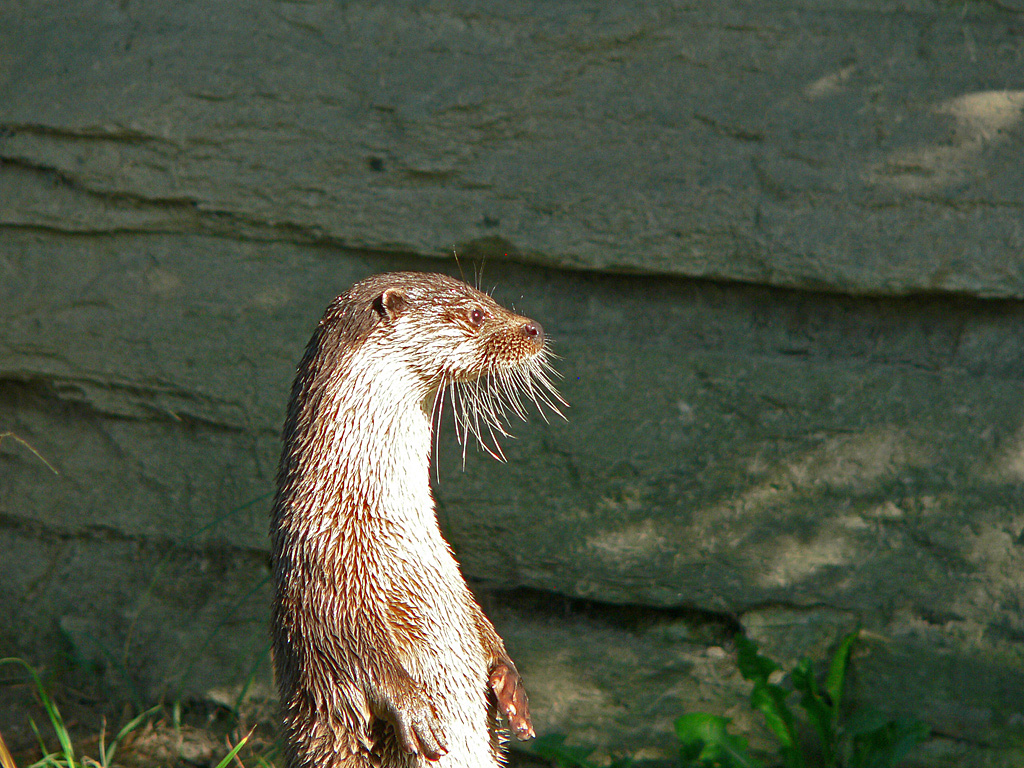 Fischotter )Lutra lutra) Zoo Köln.jpg