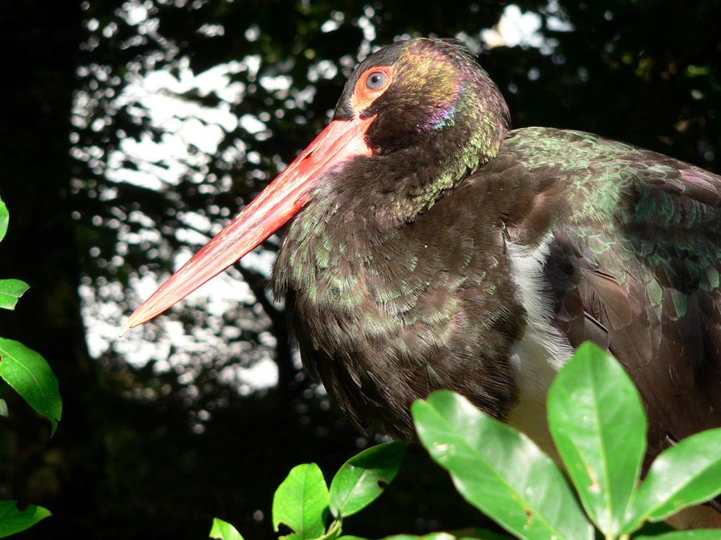 Schwarzstorch (Ciconia nigra) Zoo Köln.jpg