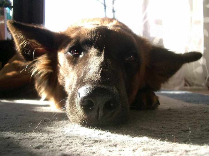 NASE.JPG