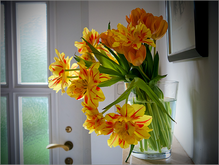tulpe_1_passig_gemacht.jpg