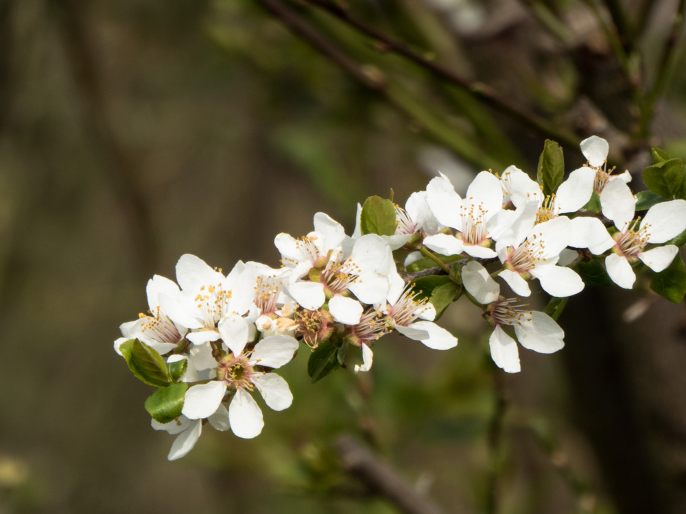 Apfelblüte-1.jpg