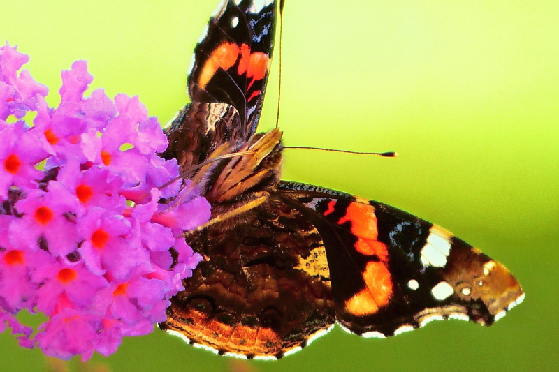 P1030610b_5_1.jpg