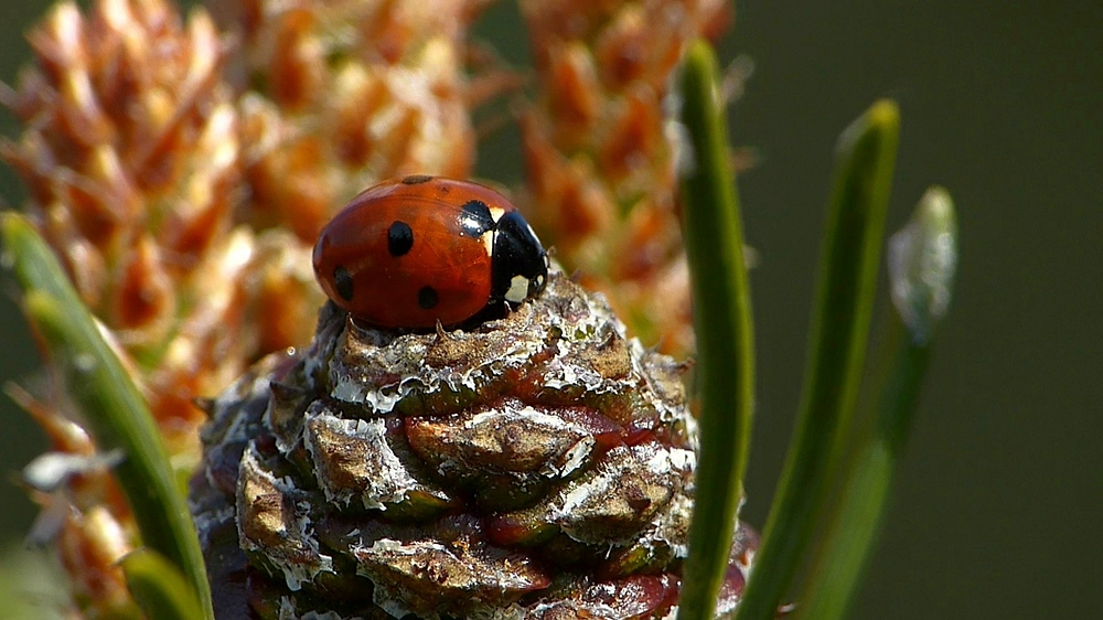 verkleinert-Marienkäfer aus Video.jpg