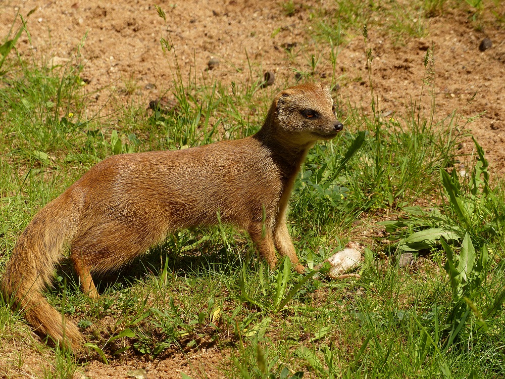 KL-Nürnberger Zoo 040.JPG