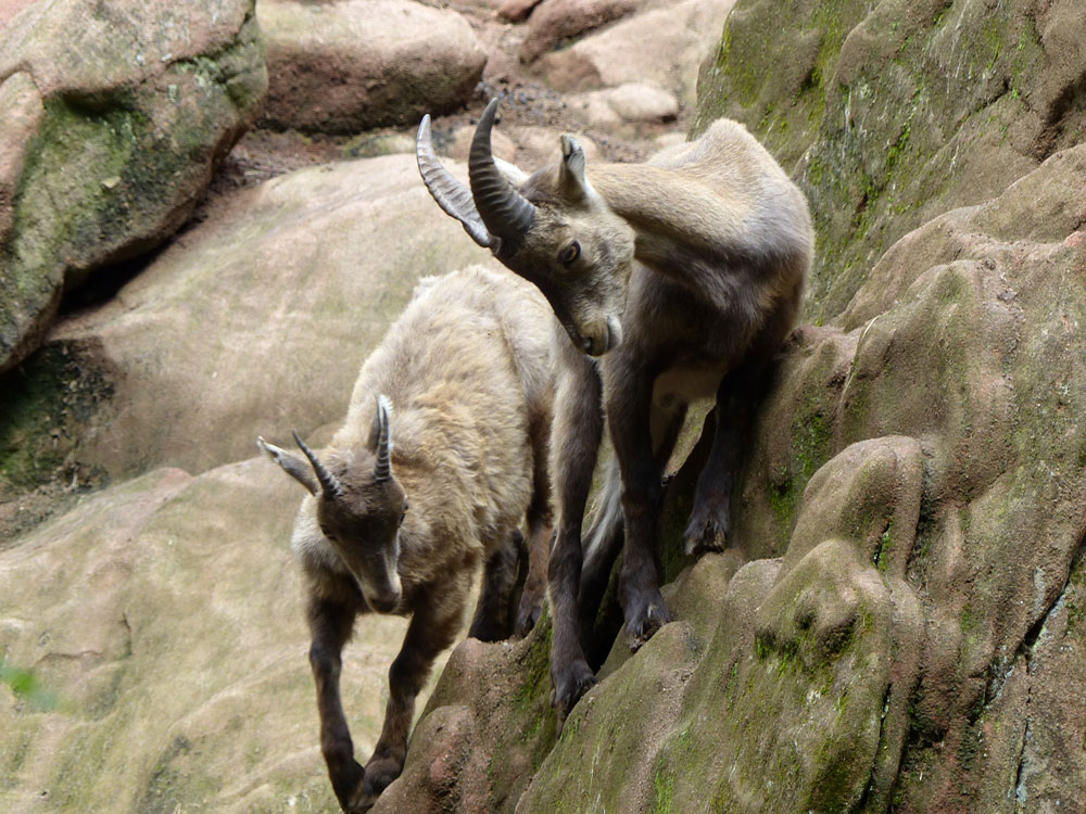KL-Nürnberger-Zoo-081.jpg