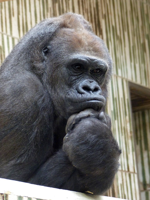 KL-Nürnberger-Zoo-105.jpg