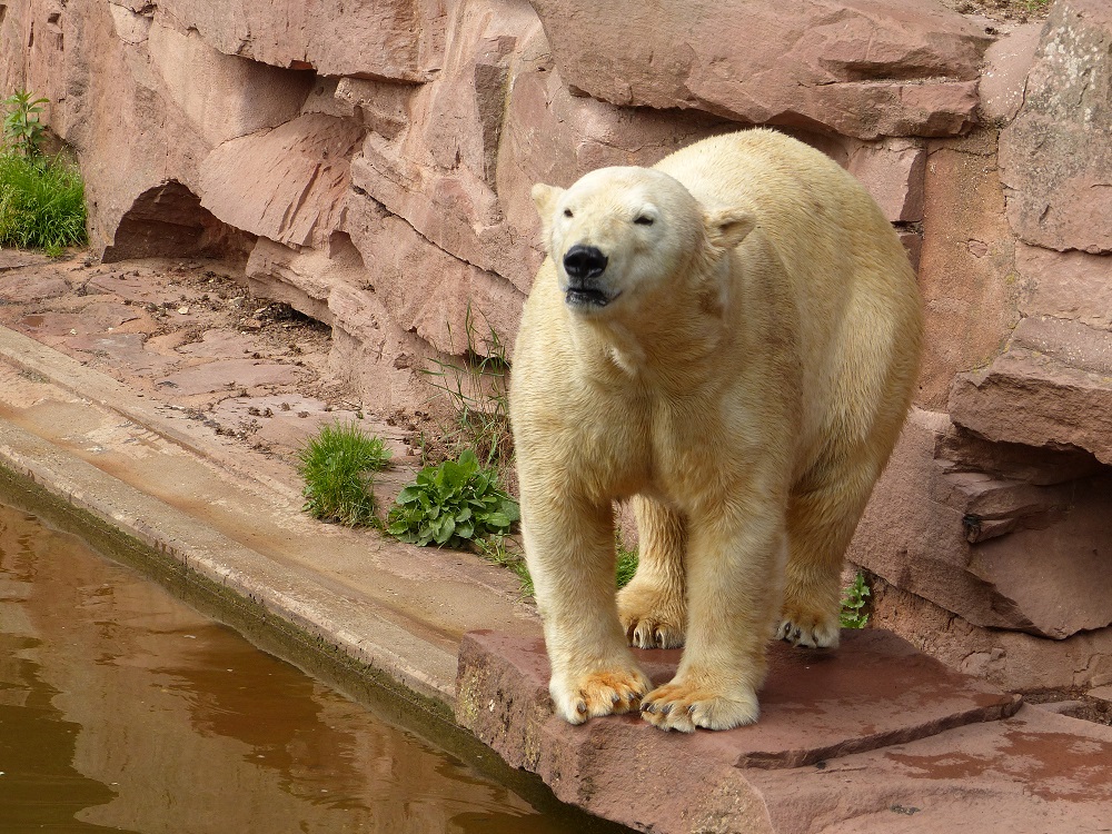 KL-Nürnberger-Zoo-130.JPG
