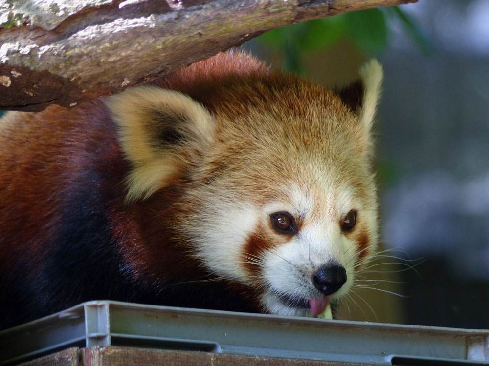 KL-Nürnberger-Zoo-200.jpg
