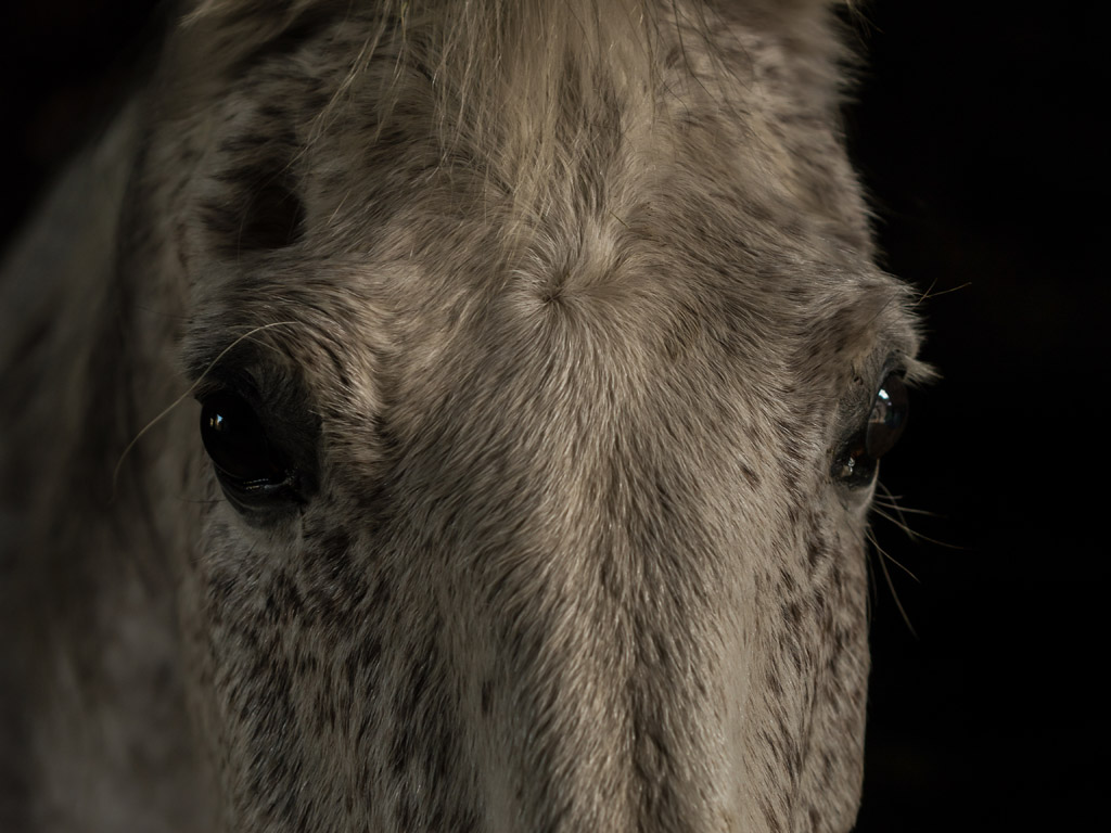 in diesen Augen_k.jpg