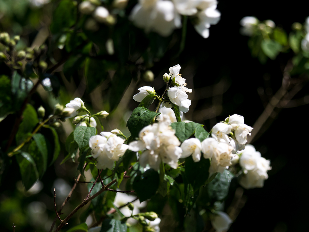 70-200mm.jpg