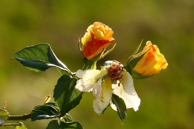 P1060475_3_1.JPG