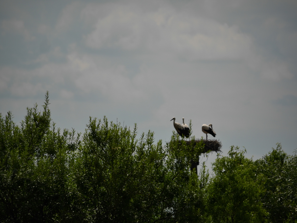 DMC-GX7 - P1080639_kl.jpg