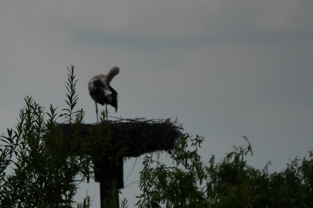 DMC-GX7 - P1080598_akl.jpg