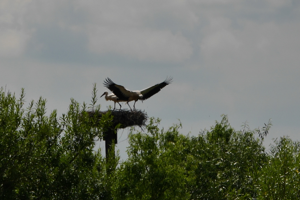 DMC-GX7 - P1080615_akl..jpg