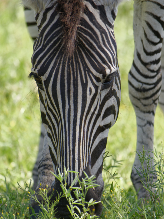 Zebra.jpg