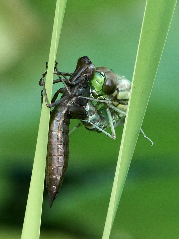 DMC-GX7 - P1080750_abw_kl.jpg