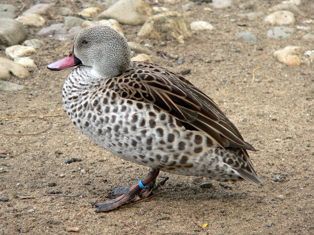 Kapente (Anas capensis) im Zoo Duisburg.jpg