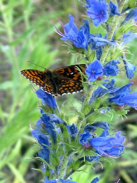 Scheckenfalter b_1.JPG