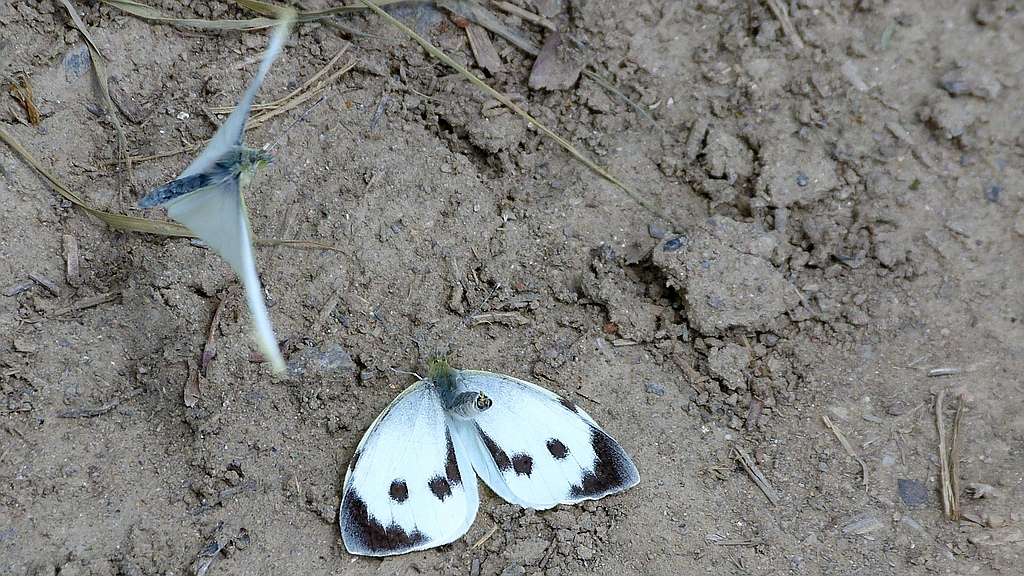 comp_Schmetterlinge-Paarung (6).jpg