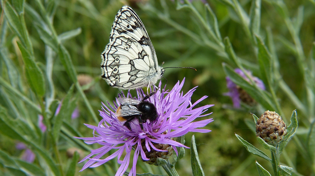 Treffen zum Schlemmen.jpg